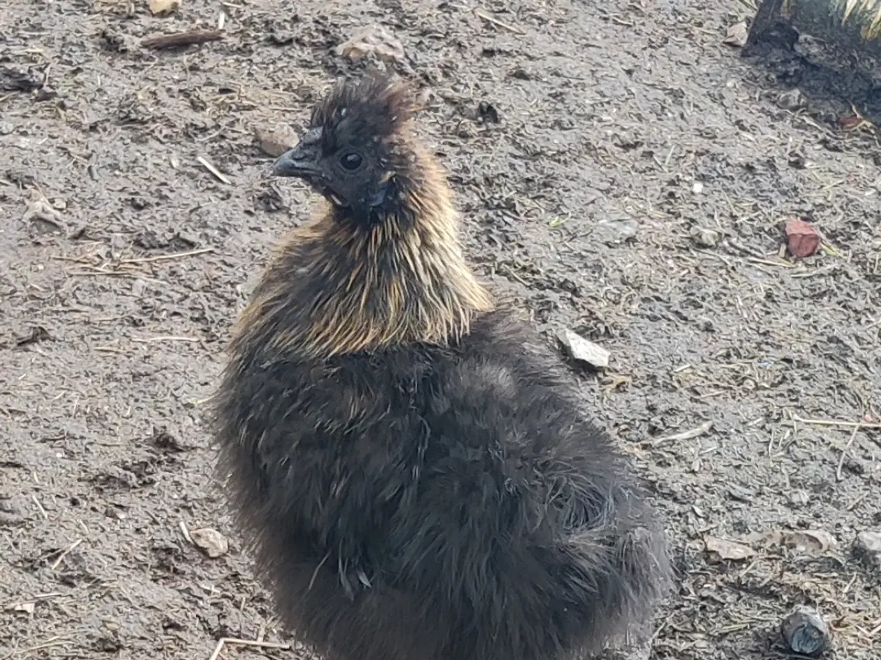 Billede 1 - Sød dværgsilke hane 🐓 kom og hent  