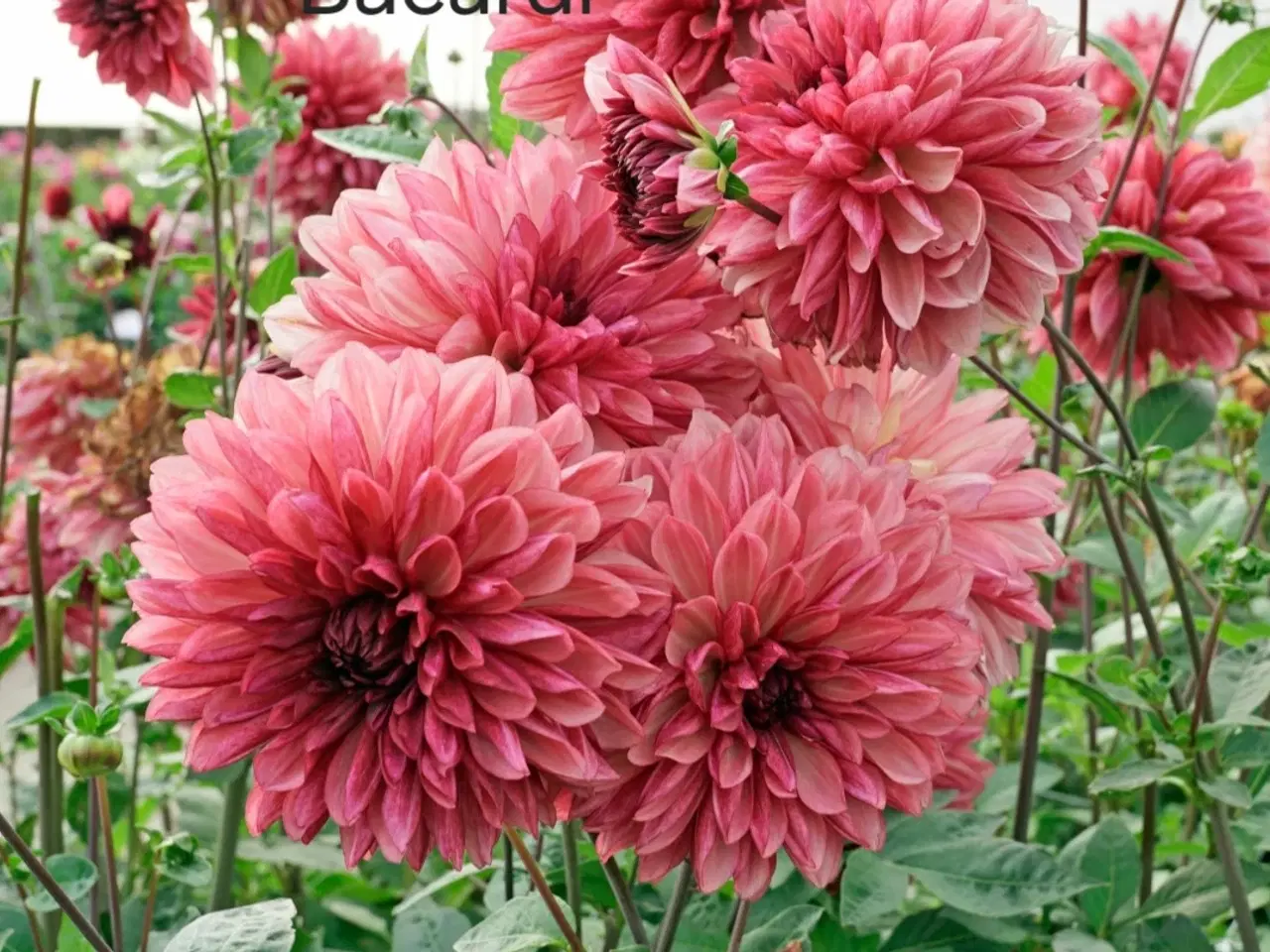 Billede 4 - Dahlia Georginer