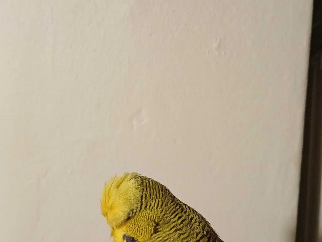 Billede 9 - Engelsk undulat han