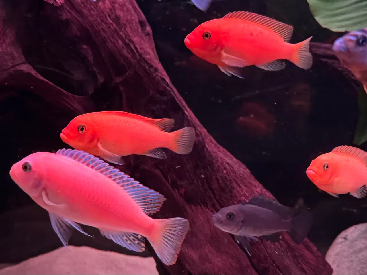 Billede 5 - F2 Maylandia Estherae Red Zebra  6 stk for 500kr