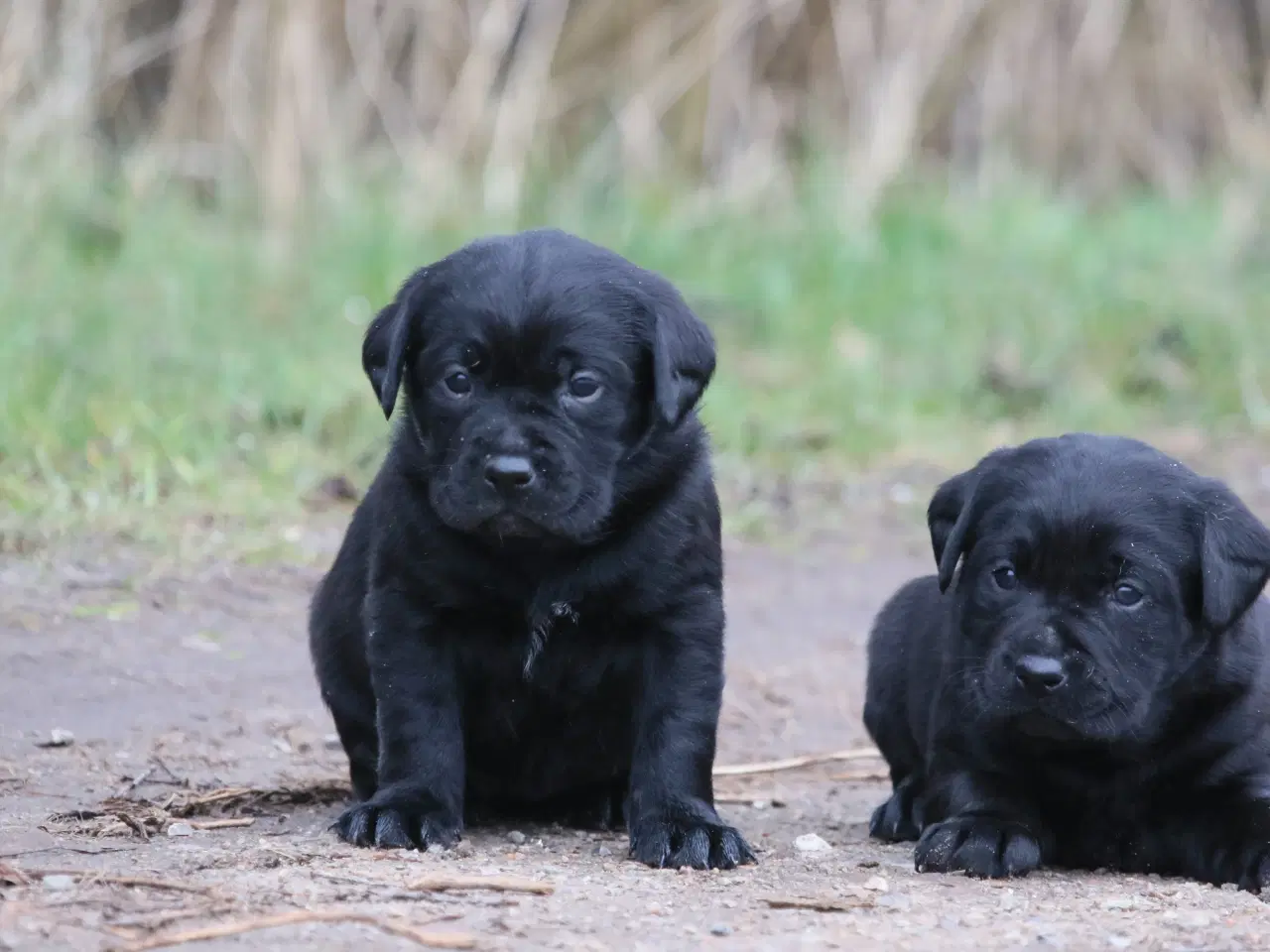 Billede 10 - Labrador hvalpe