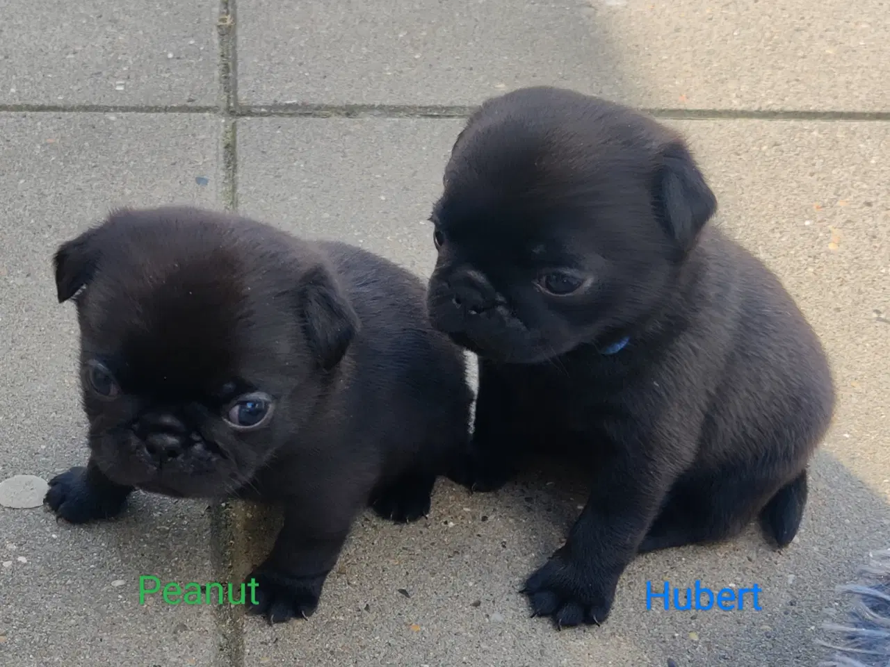 Billede 2 - Sorte mops hvalpe