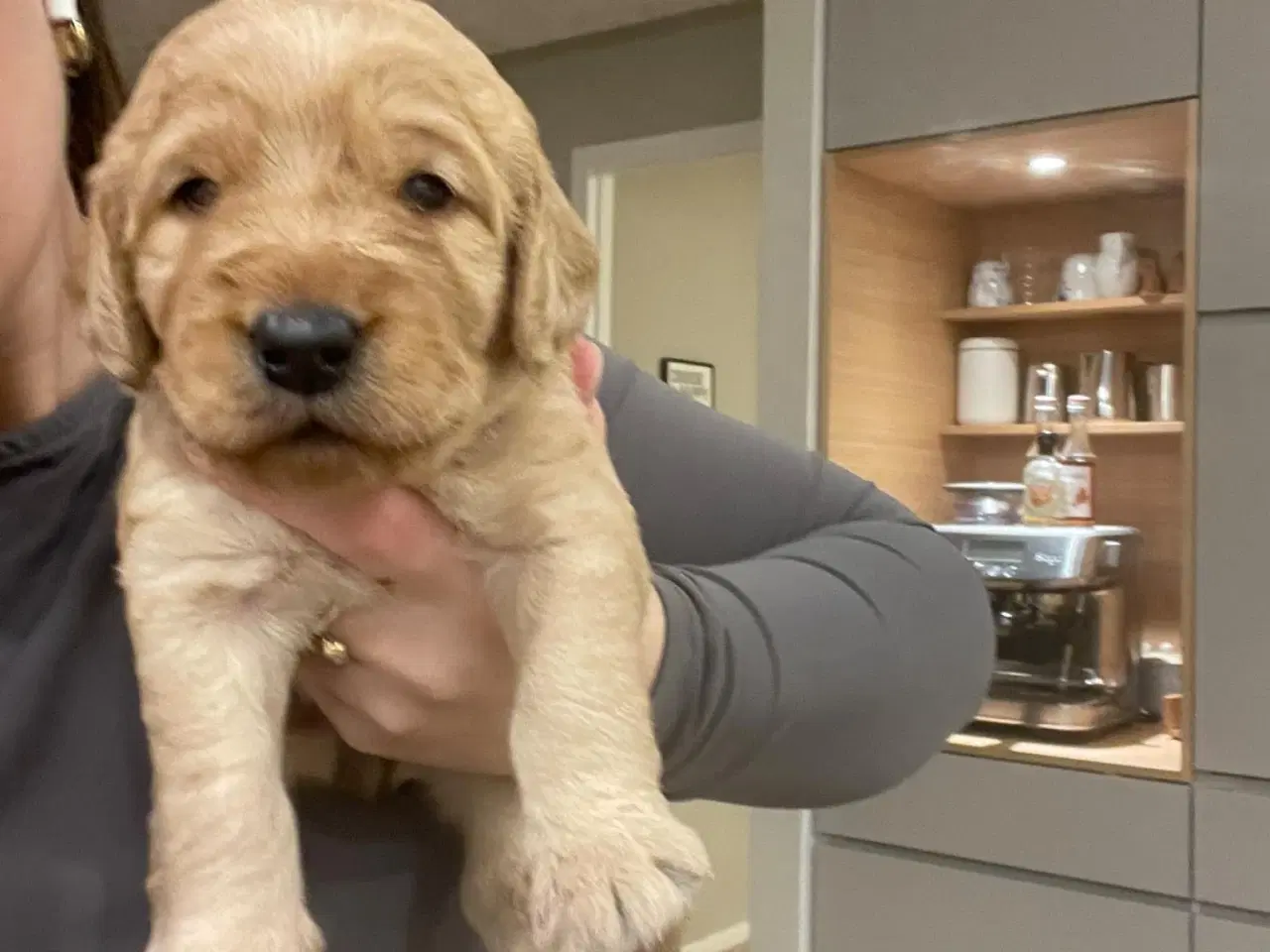 Billede 1 - Labradoodle/Cocker spaniel hvalp sælges