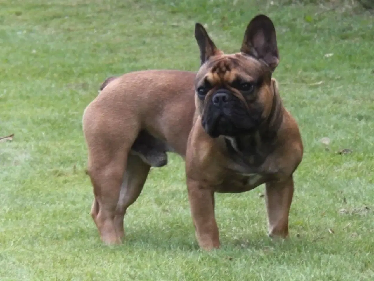 Billede 2 - Fransk Bulldog, Hanhund, 2 år 