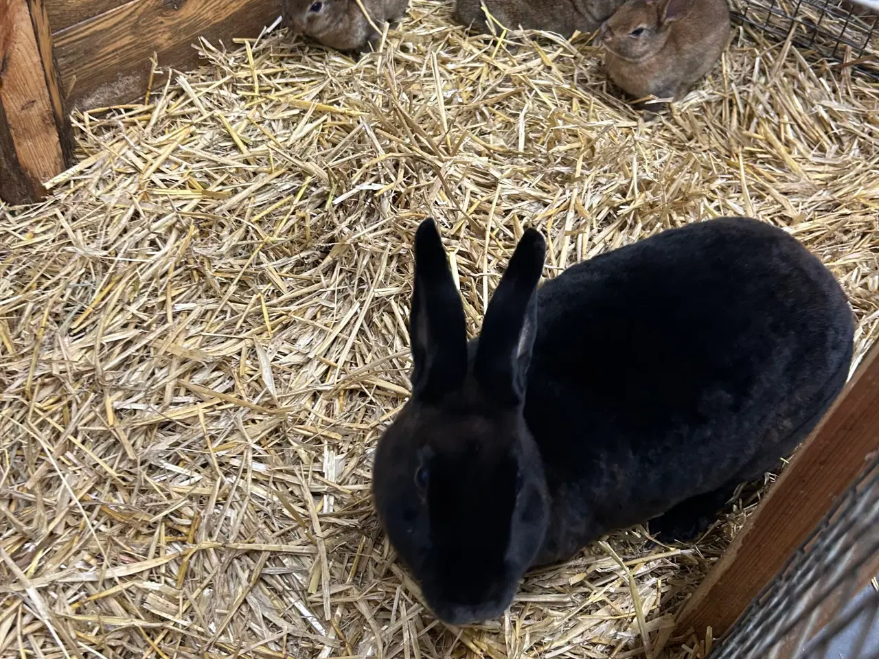 Billede 3 - Kanin unger , rex