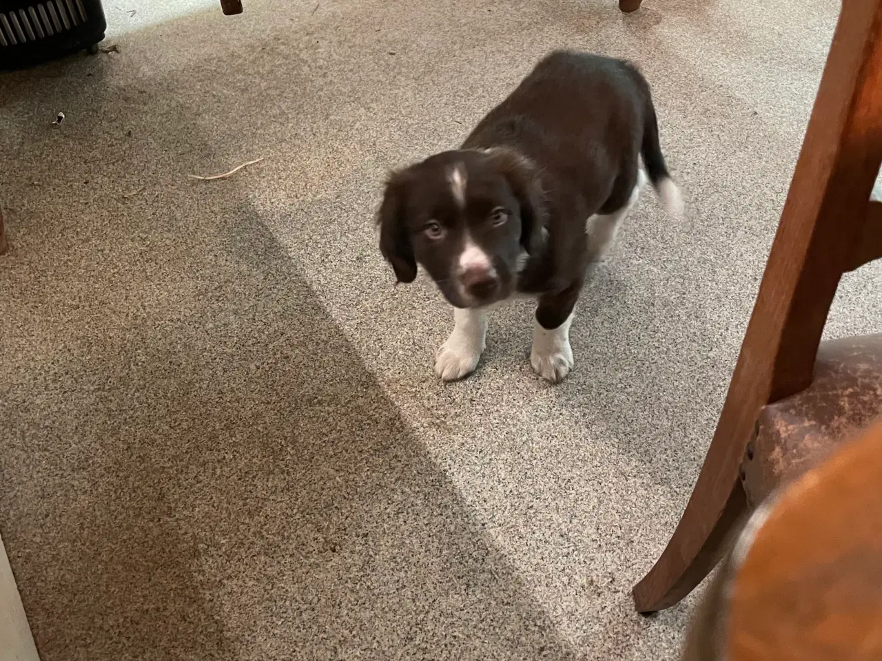 Billede 1 - Springer spaniel