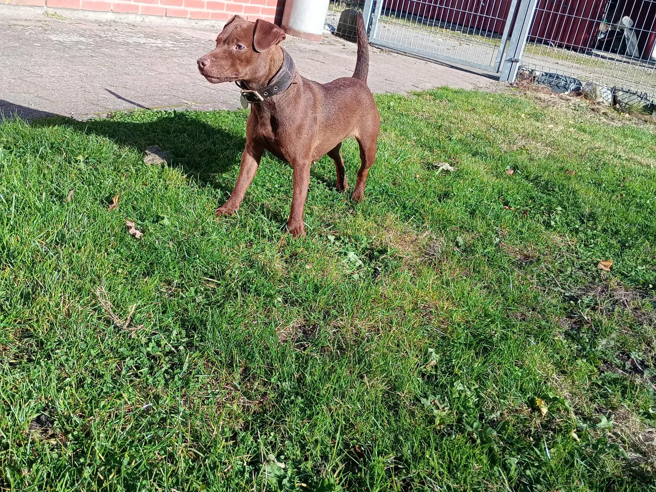 Billede 6 - Patterdale Terrier hvalpe