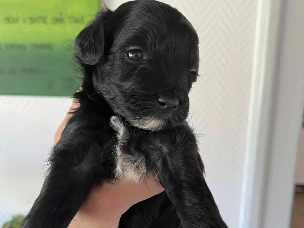 Billede 2 - Lhasa Apso blandings hvalpe