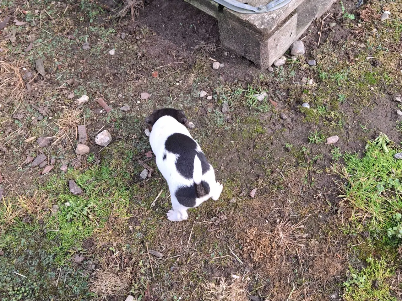 Billede 3 - Dansk svensk gårdhund (hundehvalpe)