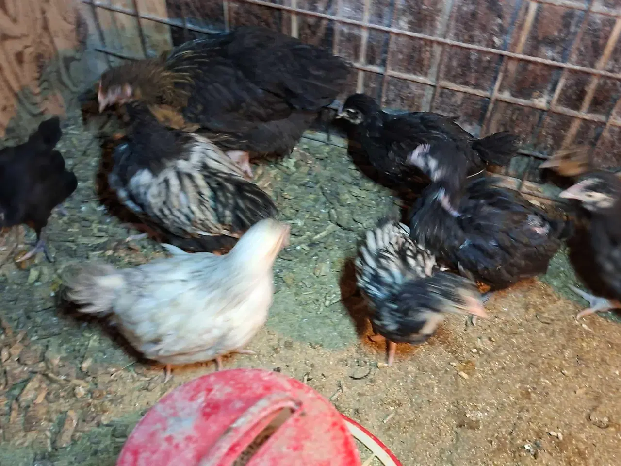 Billede 1 - Kyllinger