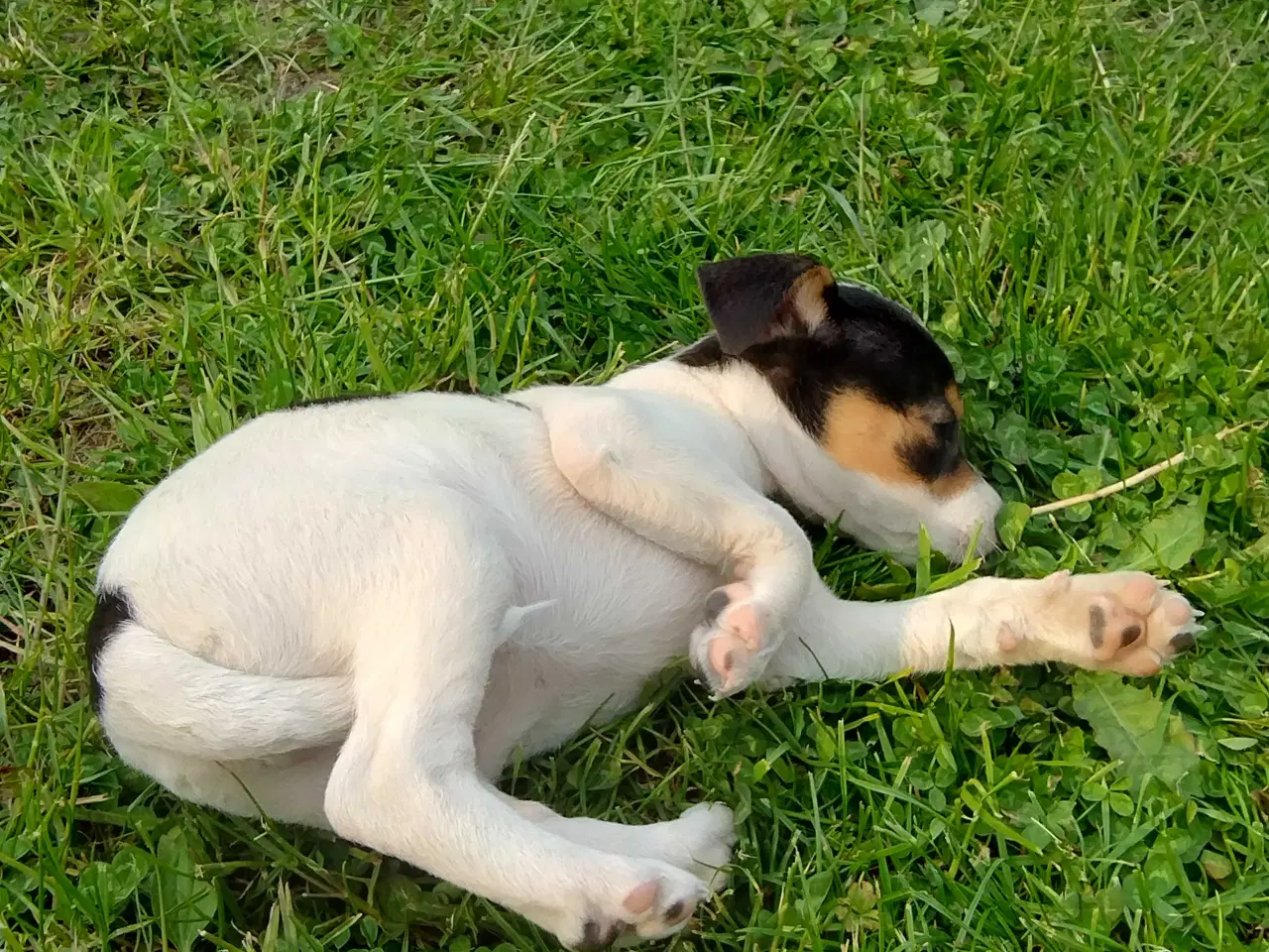 Billede 6 - Hvalpe, Dansk Svensk gårhund 