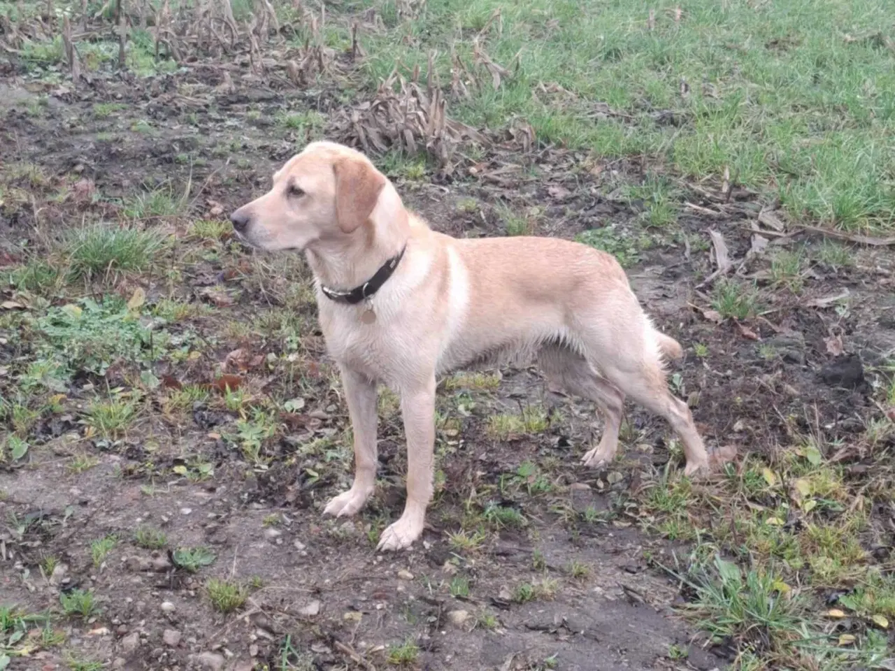 Billede 3 - Labrador hvalpe 