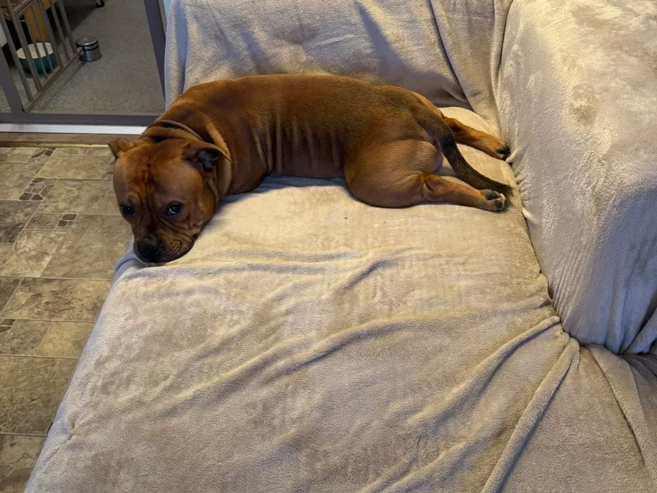 Billede 10 - Staffordshire Bull Terrier - Skøn hanhund