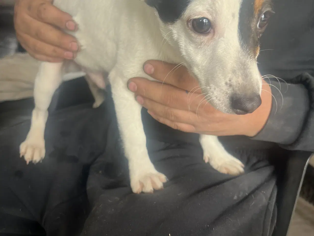 Billede 5 - Dansk svensk gårdhund