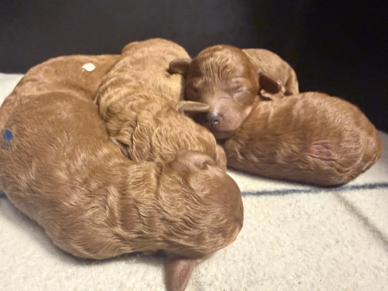 Billede 8 - 🐾maltipoo miniature 🩷februar 💙marts 🐾