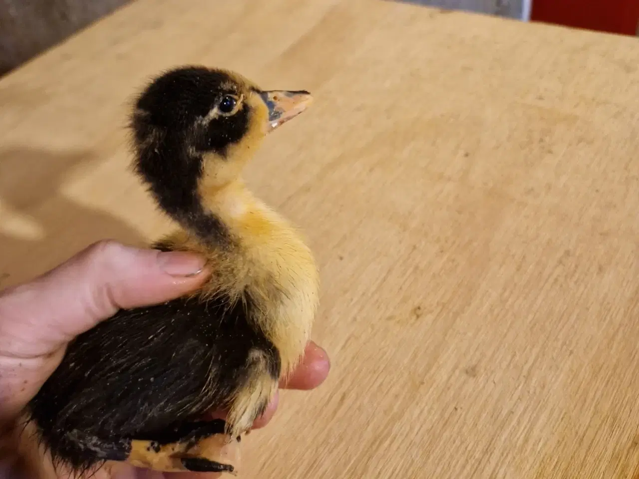 Billede 2 - Ællinger og gæslinger