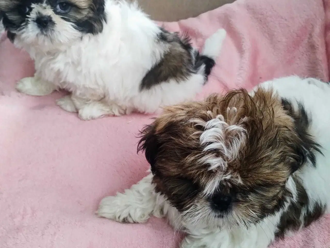 Billede 6 - Tu vidunderlige Shih Tzu