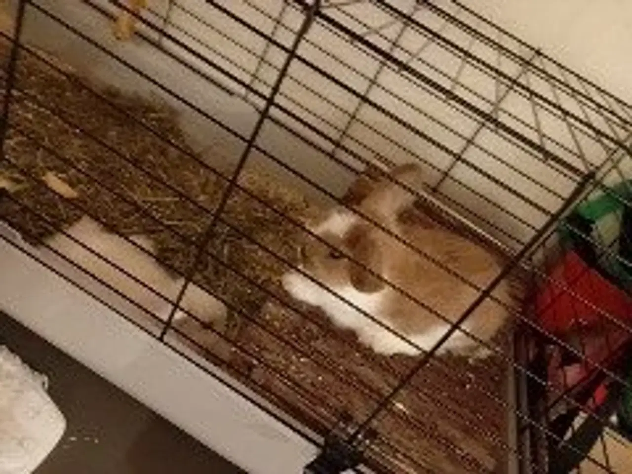 Billede 9 - 2 stk unge hunner med bur 