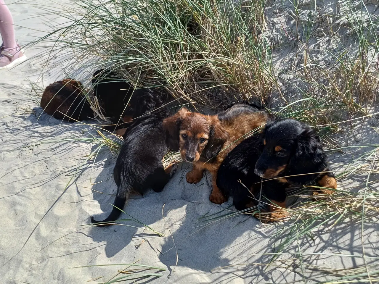 Billede 5 - Langhåret dværg gravhunde med stamtavle.