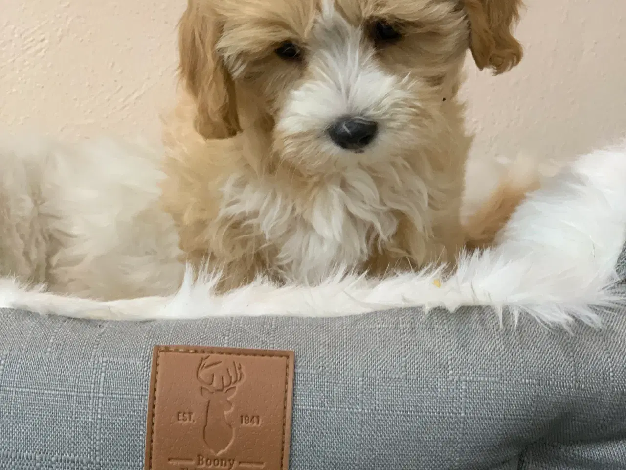 Billede 15 -  Maltipoo dreng er rejse klar nu!
