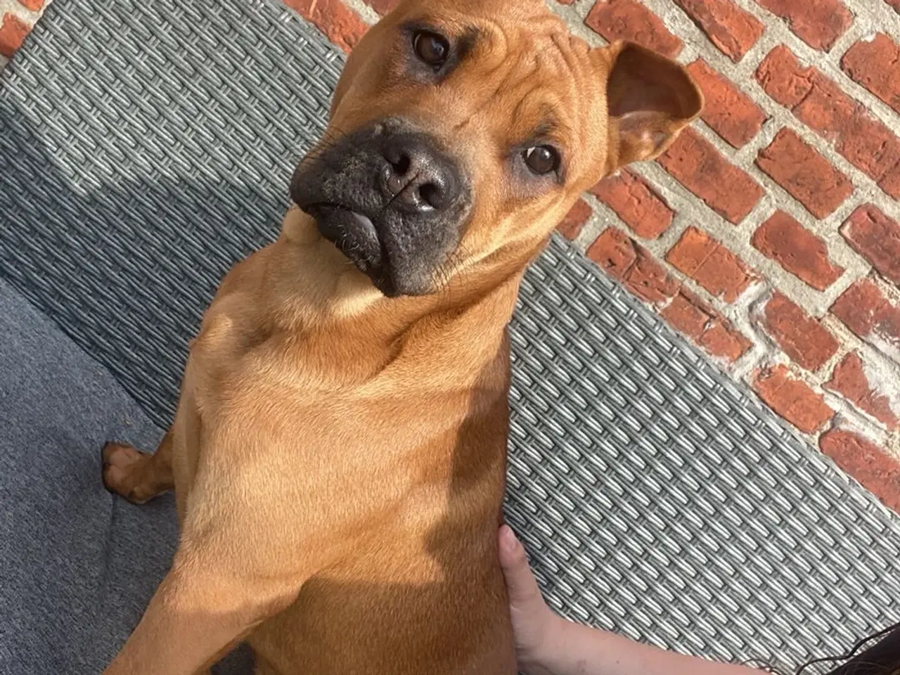 Billede 1 - Omplacering af hund 