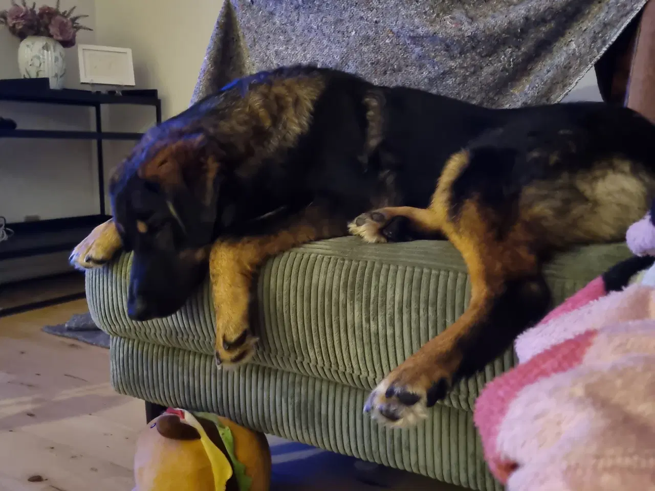 Billede 10 - Basse søger 4ever familie💙