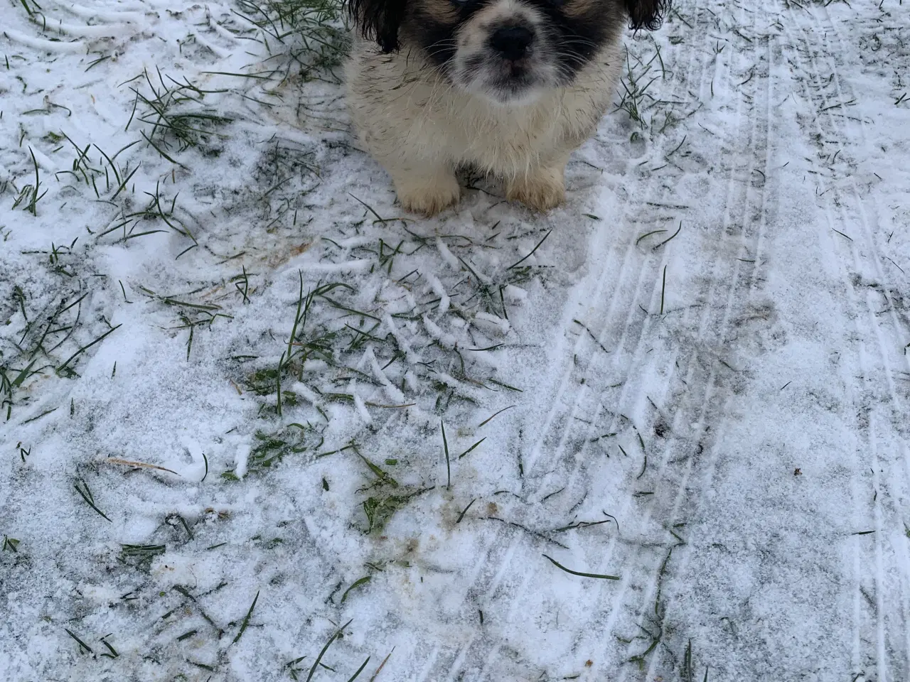 Billede 11 - Skønne blandings hvalpe 