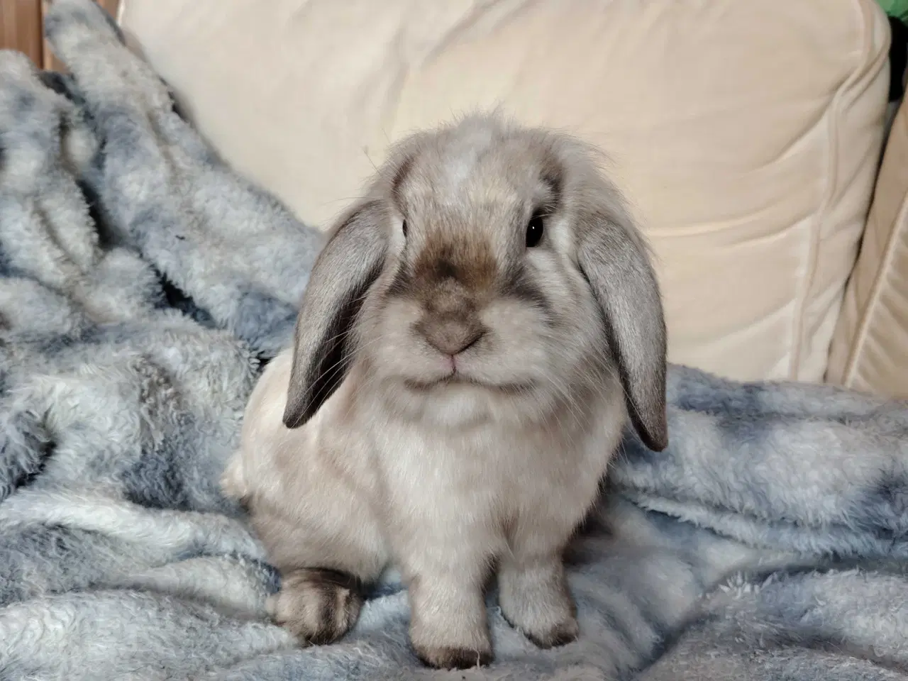 Billede 1 - Kastreret Lion-Lop 6 mdr 🐰