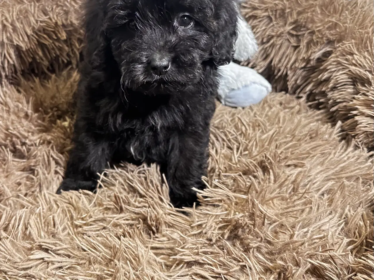 Billede 5 - Cavapoo F2B