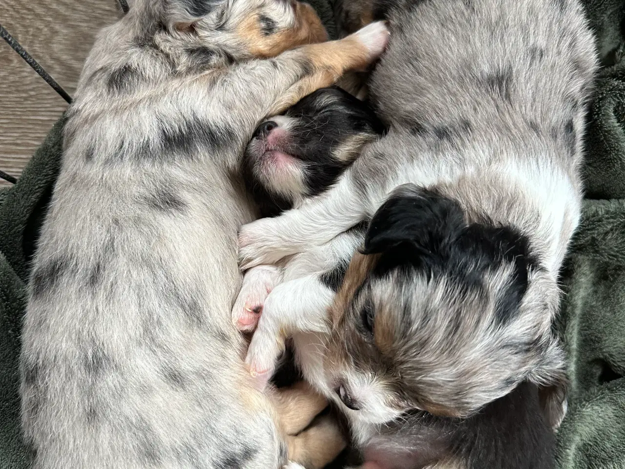 Billede 7 - Chihuahua