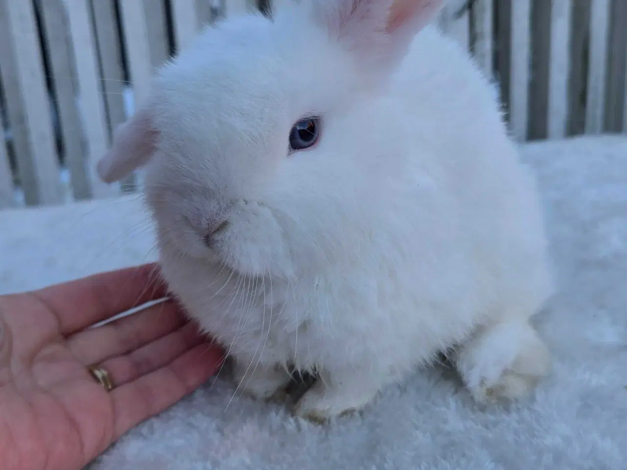 Billede 2 - Minilop kanin unge 
