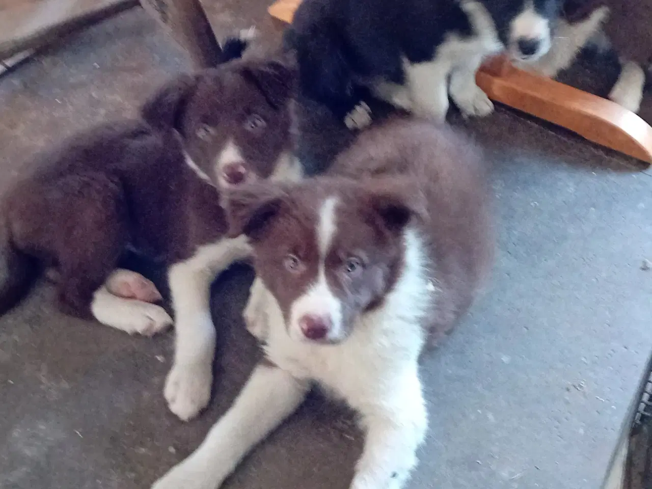 Billede 3 - Meget smukke Border Collie Hvalpe