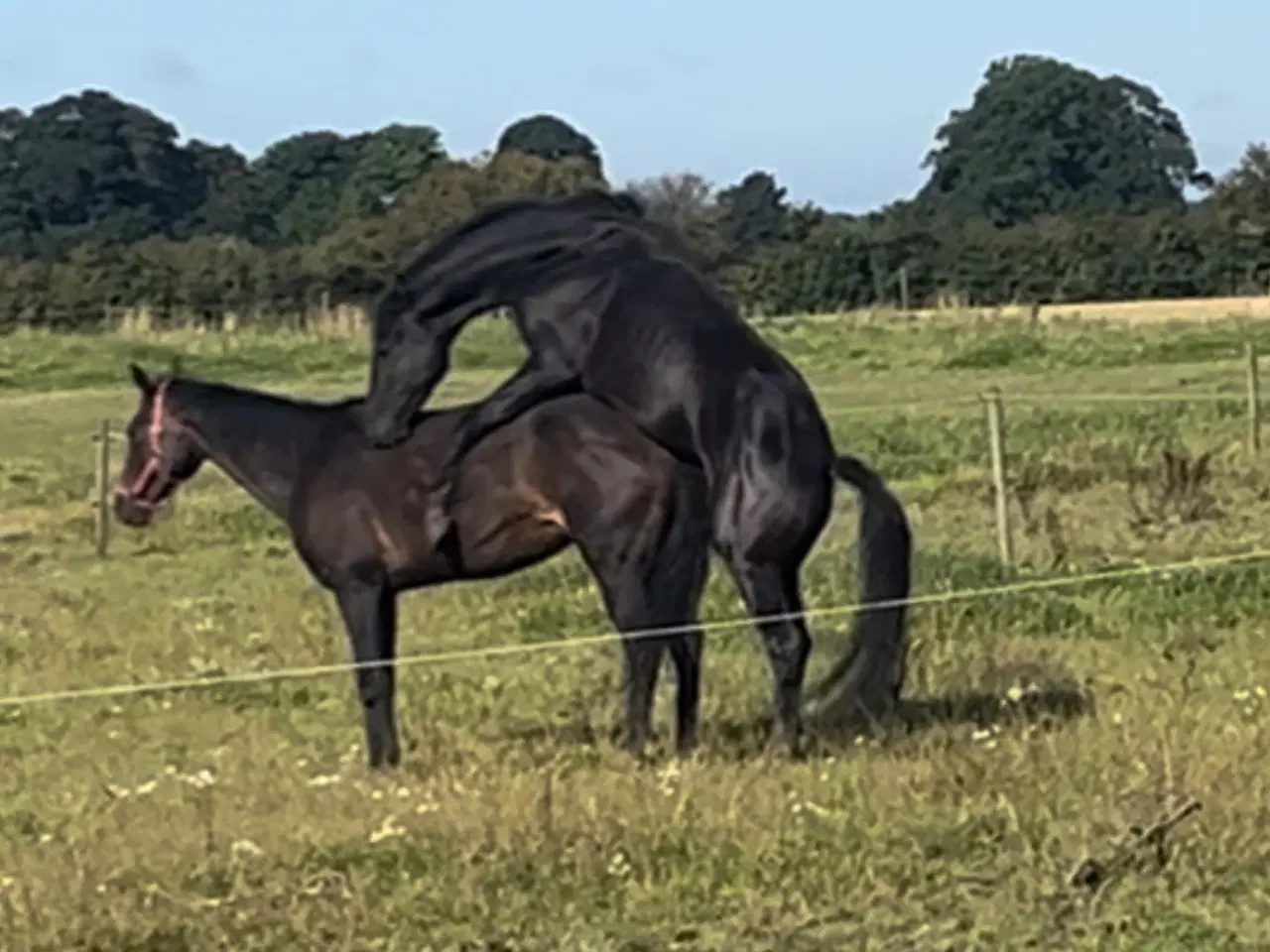 Billede 4 - Bedækning ved DV hingst