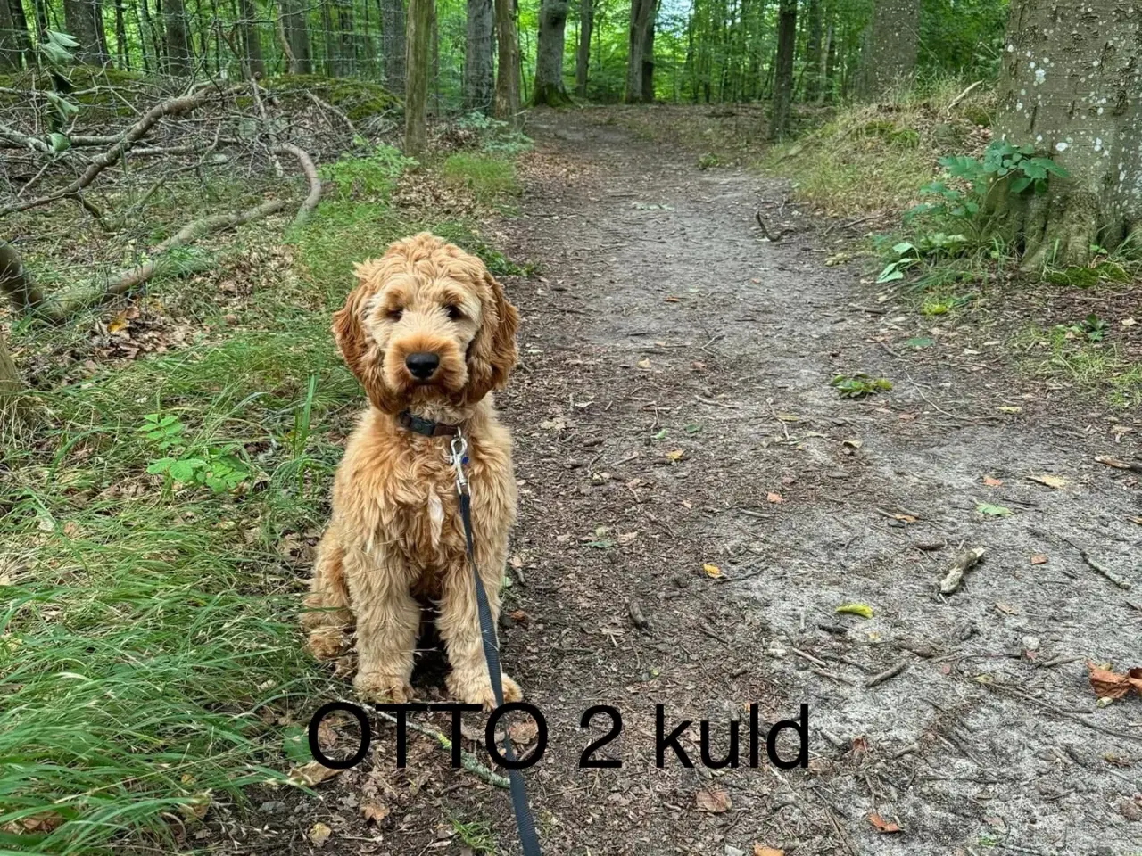 Billede 11 - Cockapoo, Cockerpoo, Doodle