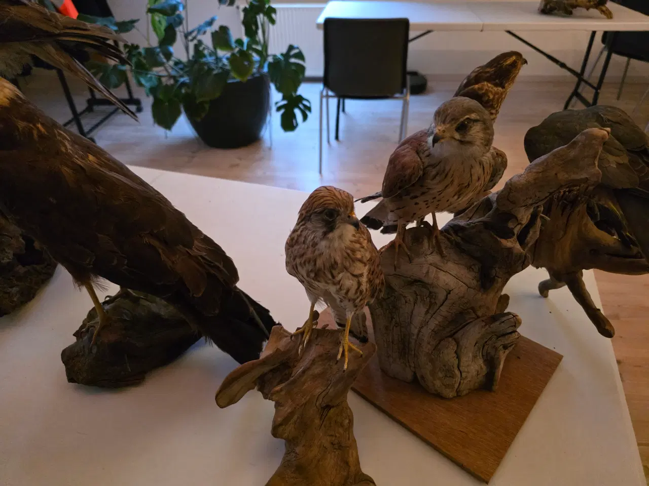 Billede 9 - Rovfugle, sælges samlet eller hver for sig