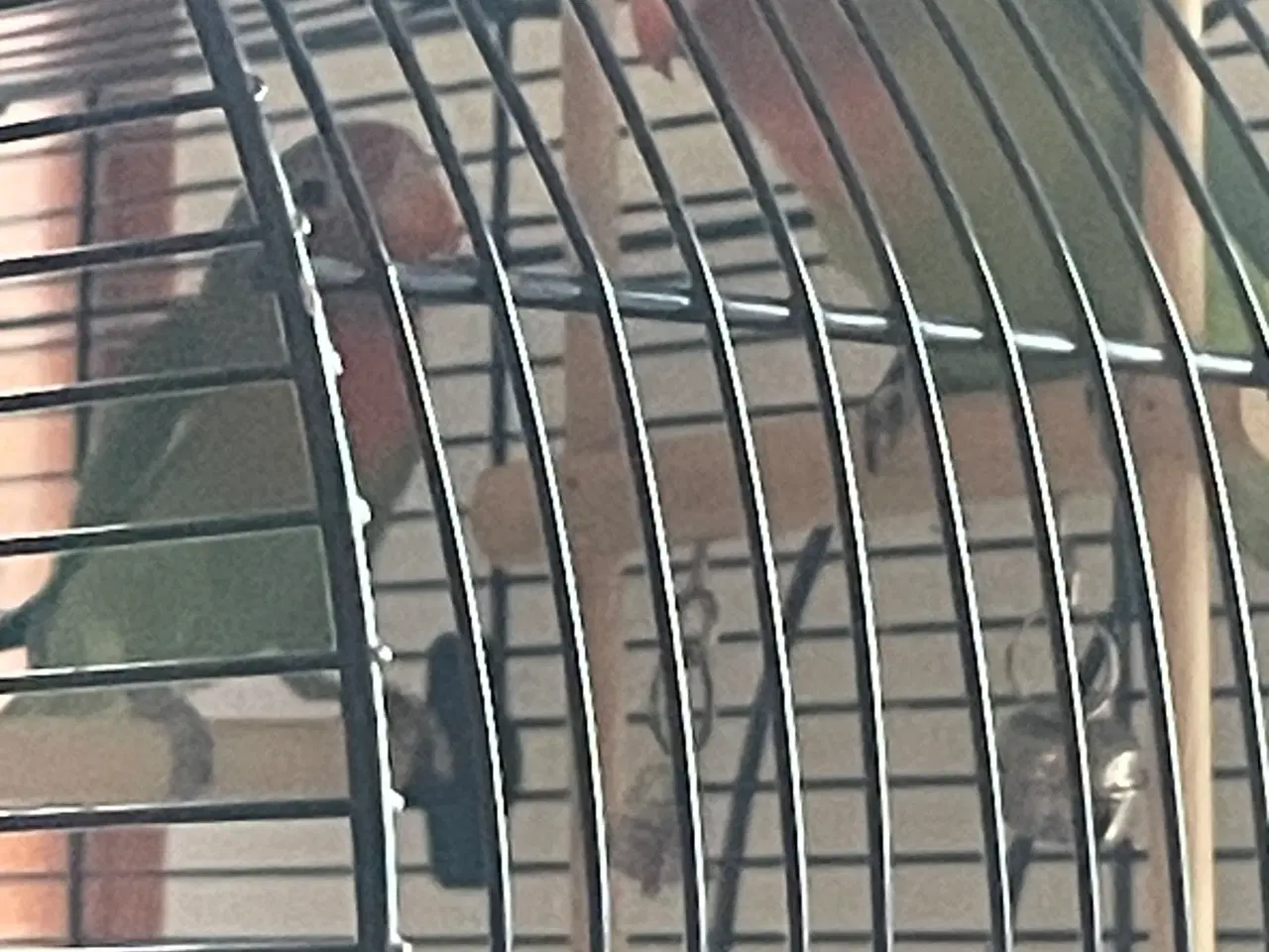 Billede 1 - Dværgpapegøjer m bur  