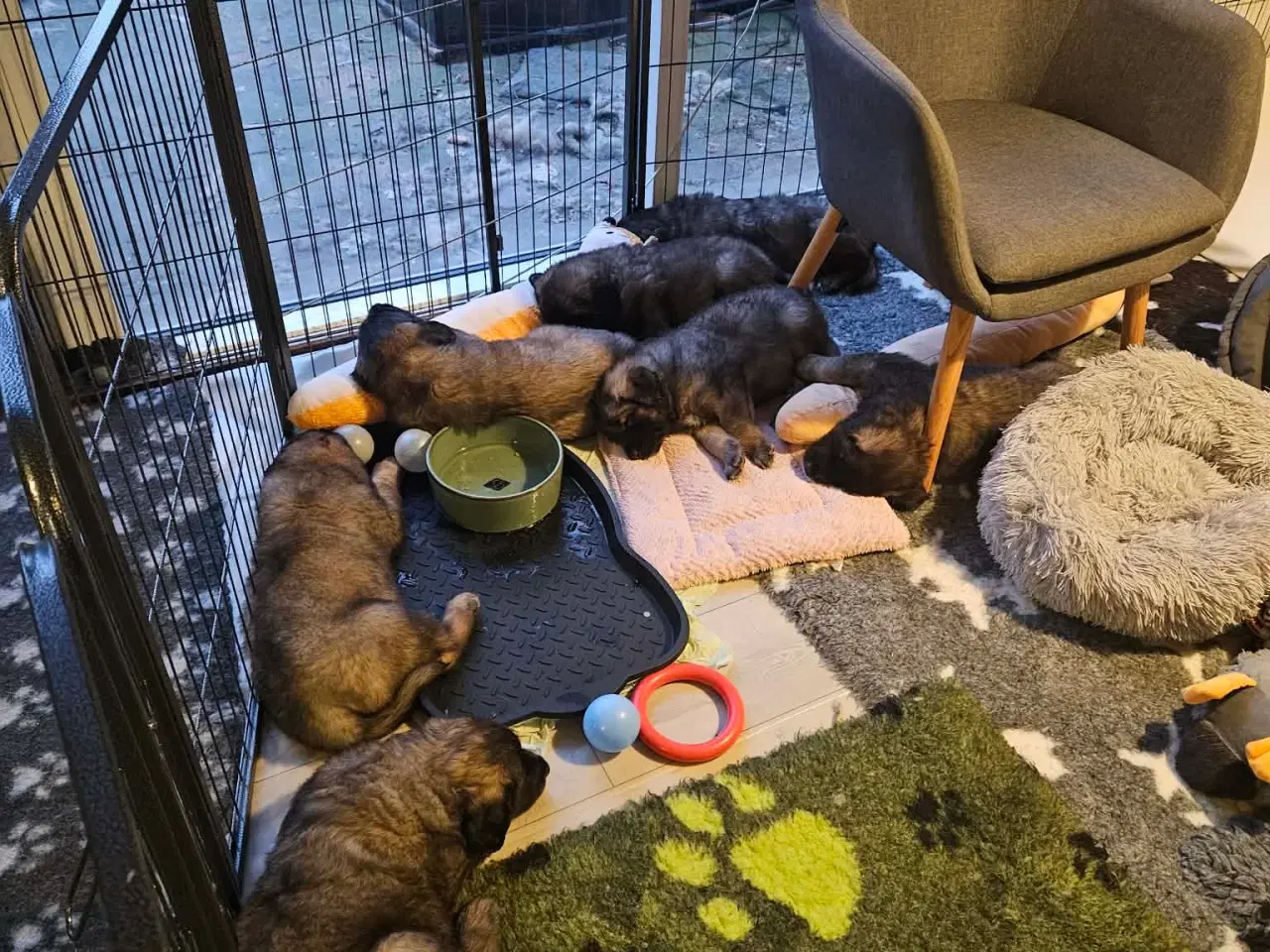 Billede 7 - lækre Leonberger hvalpe