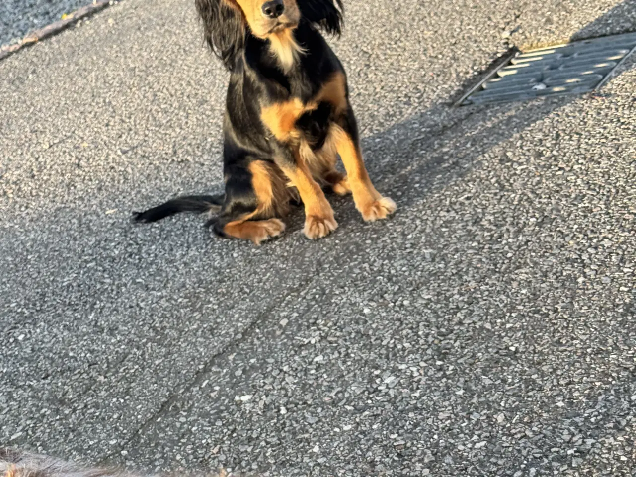 Billede 3 - ft Cocker hvalpe 