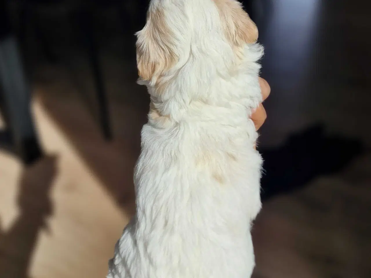 Billede 5 - Smukke Bichon Havanais hvalpe 
