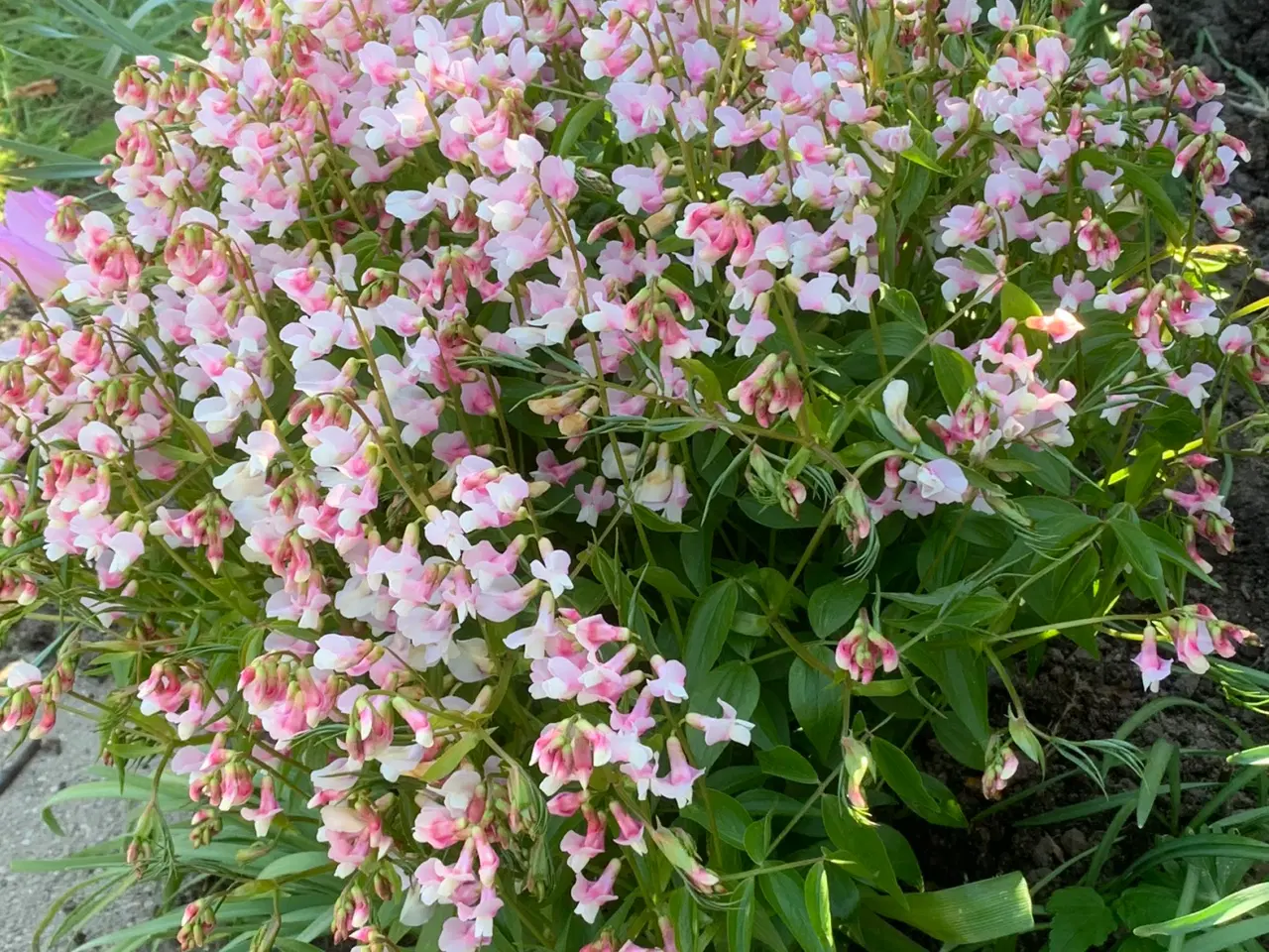 Billede 4 - Staude frø: Lathyrus Vernus / Vårfladbælg