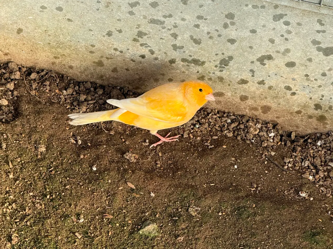Billede 4 - Kanariefugle