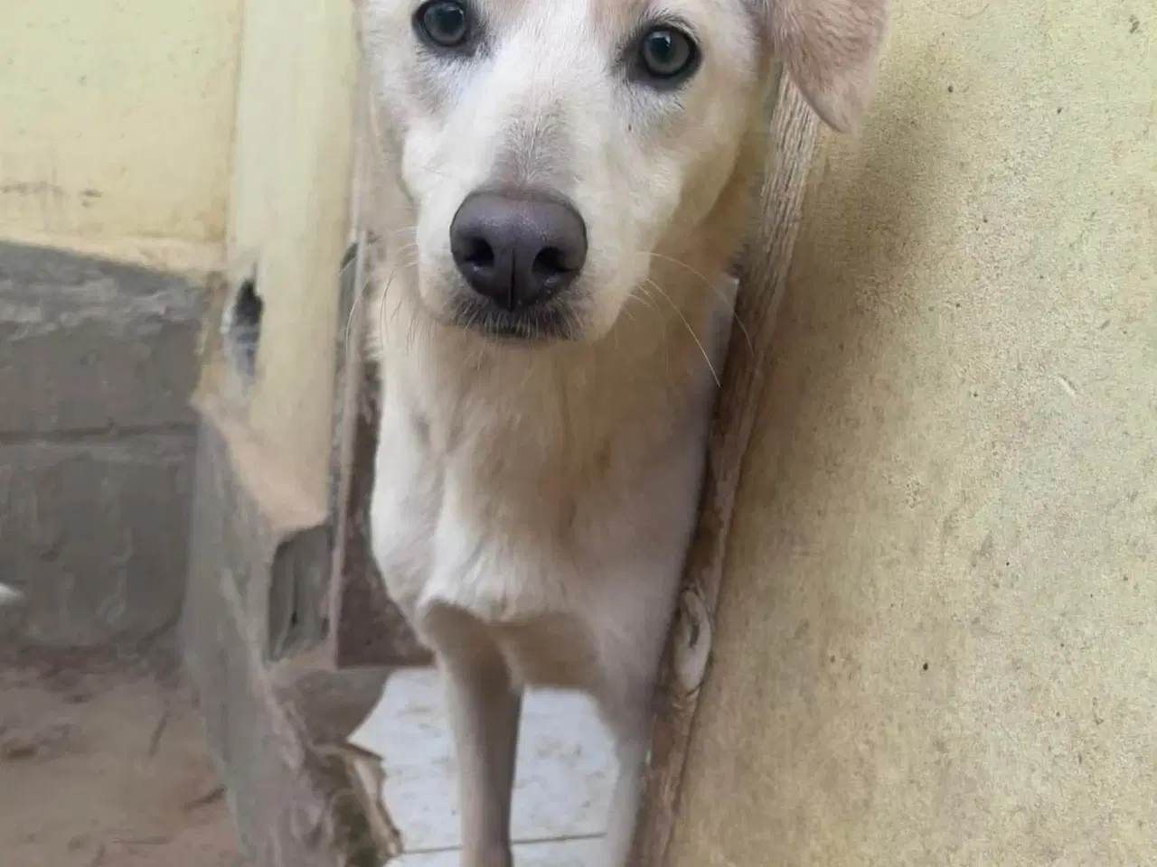 Billede 6 - Zitta søger familie. 