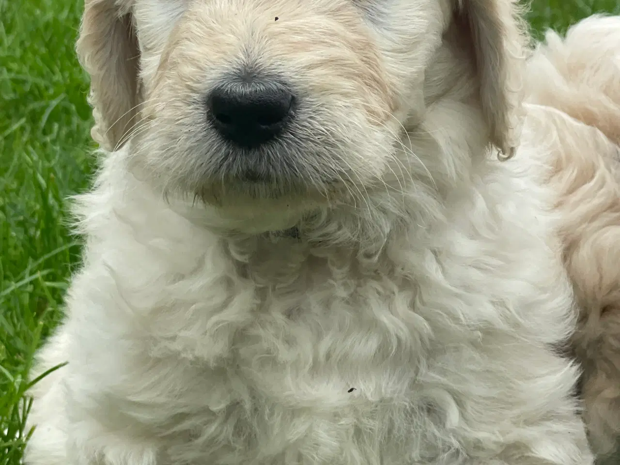Billede 4 - Doodle - Goldendoodle-hvalpe