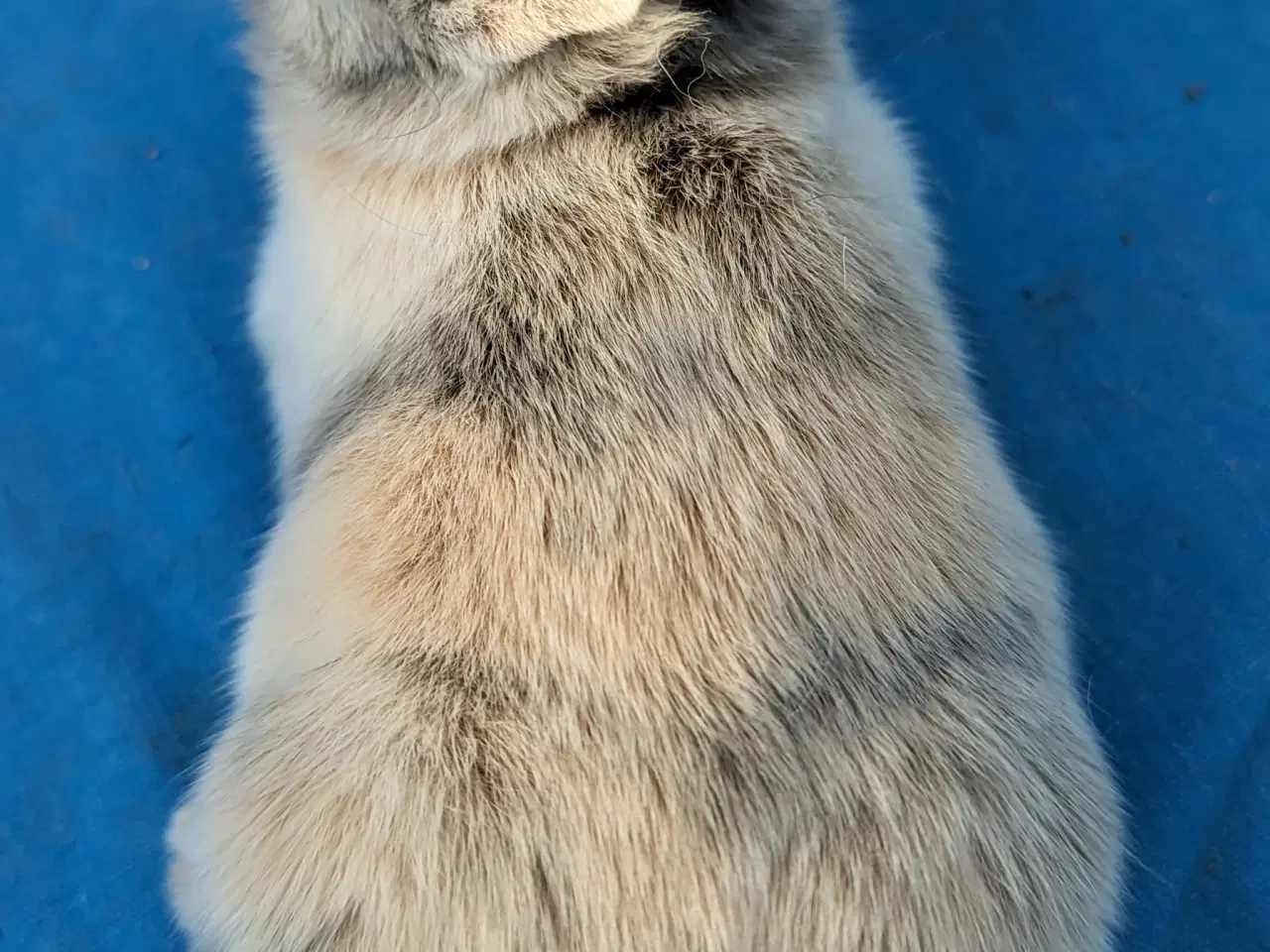 Billede 4 - Hermelin kaninunge sælges 