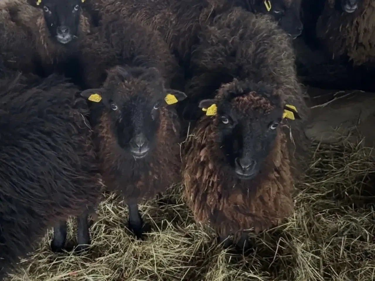 Billede 2 - 9 smukke Quessant får
