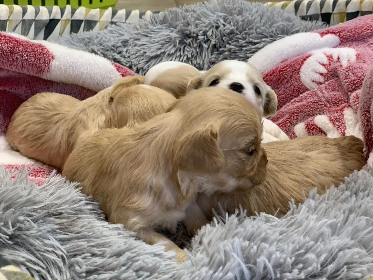 Billede 9 - Små fine cavapoo/ Maltipoo babyer