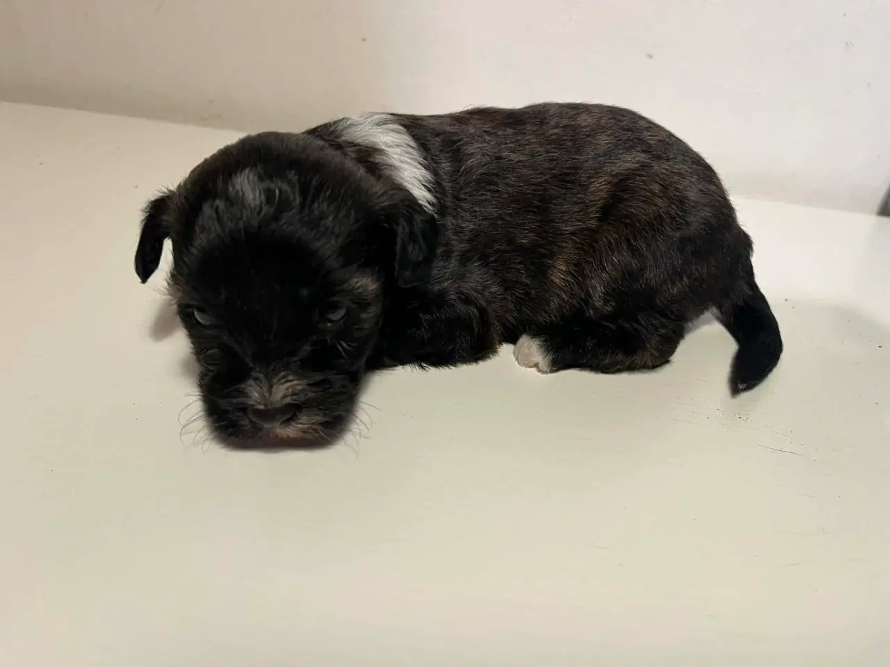 Billede 2 - Kun en tæve tilbage nu! Små blandinger 