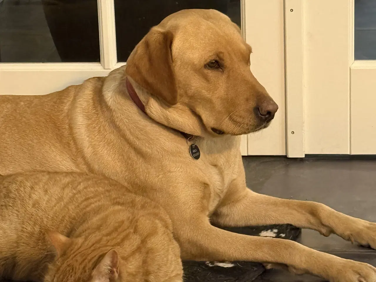 Billede 2 - Racerene sundhedskontrollerede lab hvalpe 