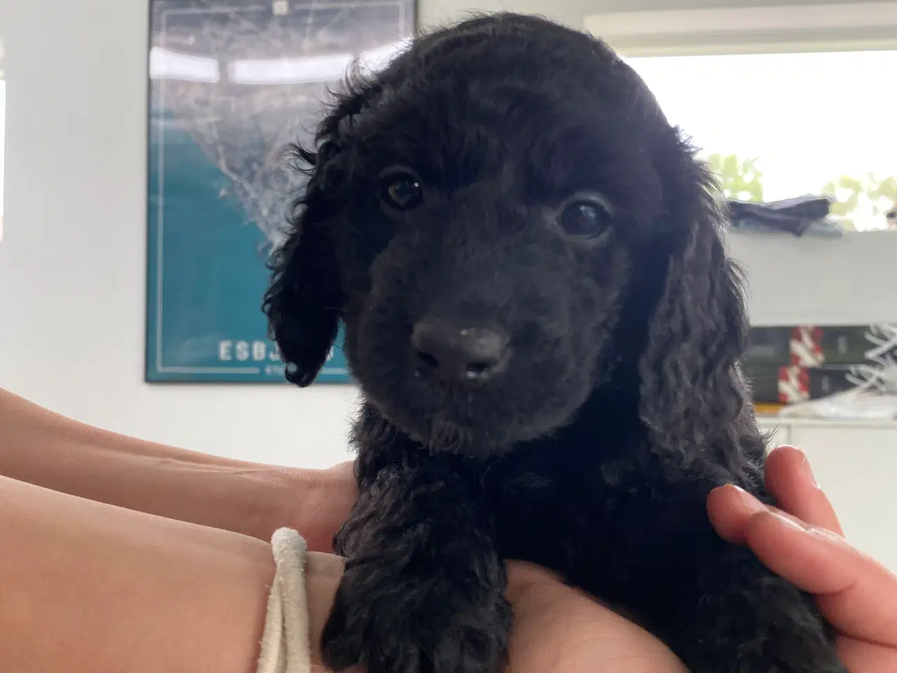 Billede 12 - Cockerpoo, cockerdoodle, cockapoo, doodle