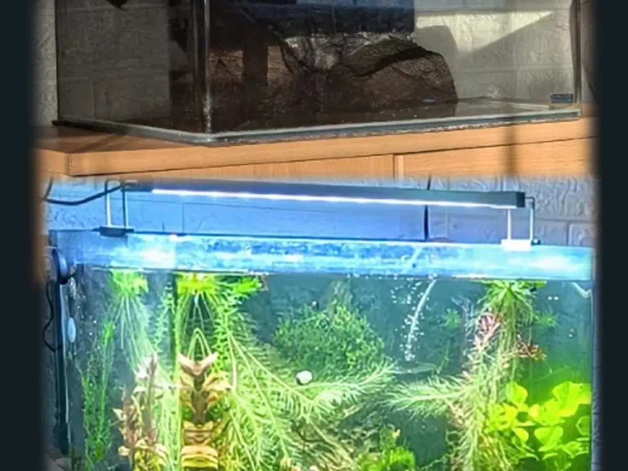 Billede 4 - Akvarium 50 Liter